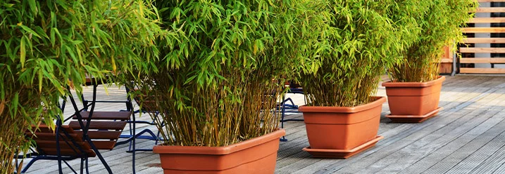 Bambus in Pflanzkübeln auf Terrasse
